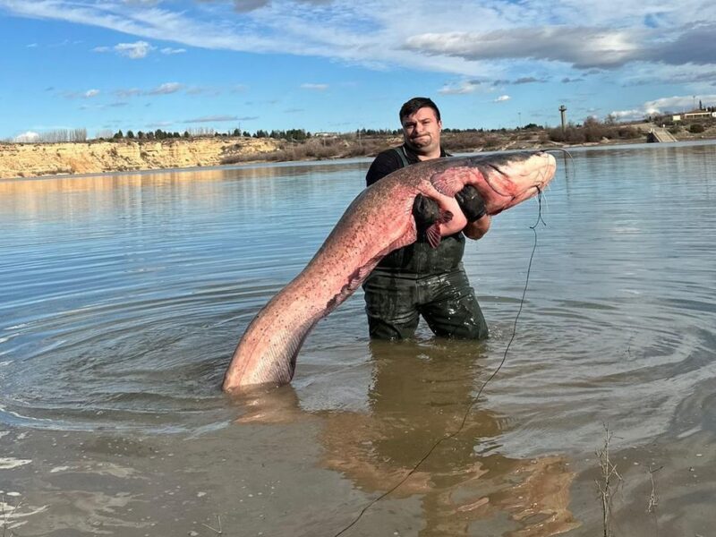 un sibian stabilit în austria prinde pești uriași, de peste 80 de kilograme. marius: „este un sport costisitor, dar merită” (foto)
