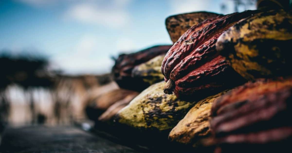 prețul la cacao atinge un record istoric, depășind 9.000 de dolari pe tonă