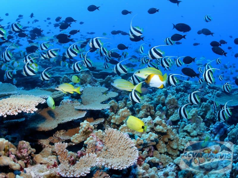 oceanele ”fierb”. temperatura apei a depășit orice record, iar recifele de corali sunt în pericol
