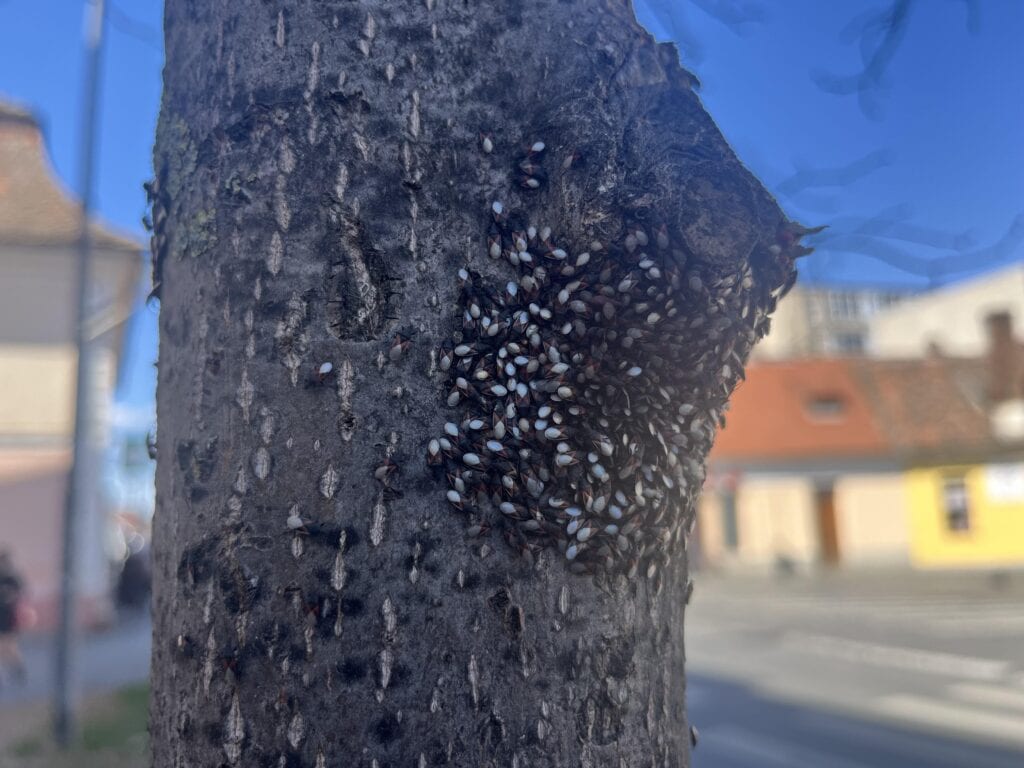 Invazie de ploșnițe în copacii de pe strada Turnului din Sibiu. Mii de insecte ”sufocă” pomii și îi pun în real pericol (video foto)