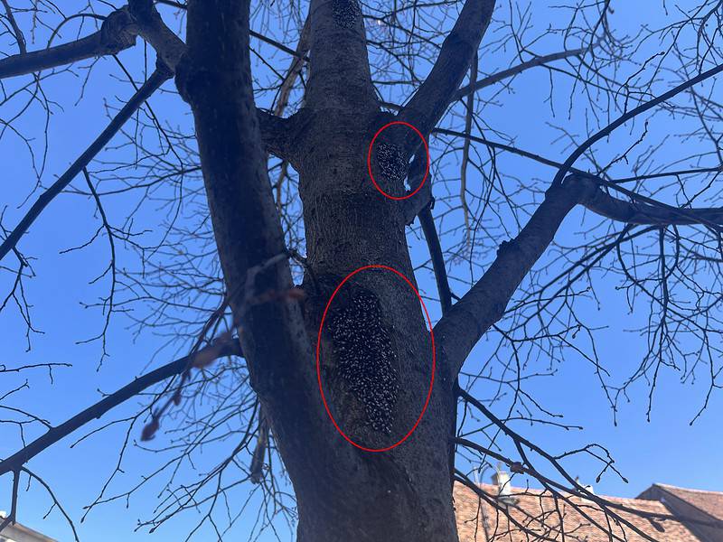 invazie de ploșnițe în copacii de pe strada turnului din sibiu. mii de insecte ”sufocă” pomii și îi pun în real pericol (video foto)