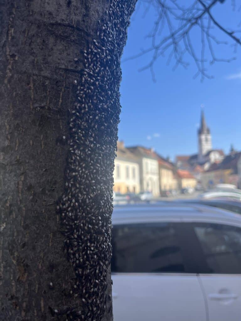 Invazie de ploșnițe în copacii de pe strada Turnului din Sibiu. Mii de insecte ”sufocă” pomii și îi pun în real pericol (video foto)