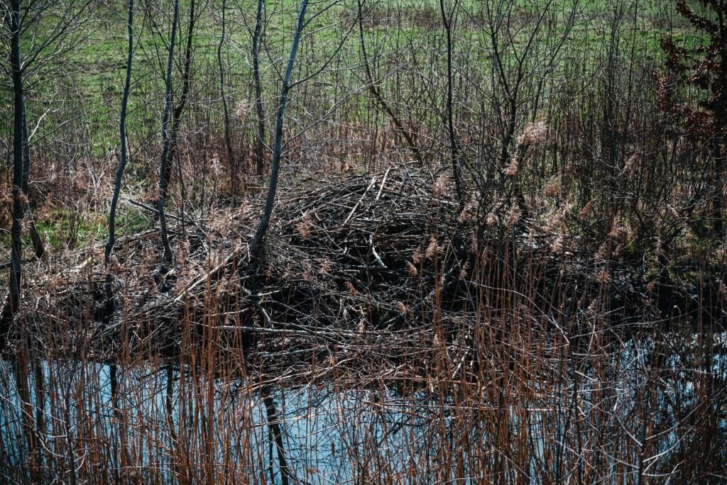 birdwatching-ul prinde teren în județul sibiu. anii drumeției invită turiștii în excursii de observare a păsărilor