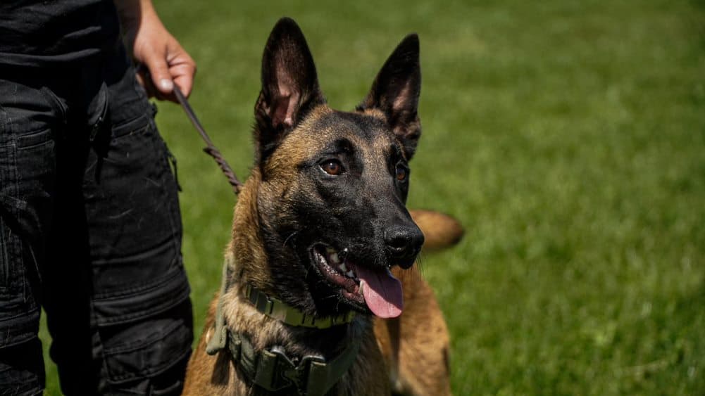 Centrul Chinologic din Sibiu cumpără 20 de câini. Ciobănesc German și Ciobănesc Belgian Malinois pentru dezvoltarea Poliției Canine