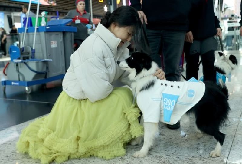 câinii de terapie pe unul dintre cele mai mari aeroporturi din europa. reduc stresul pasagerilor