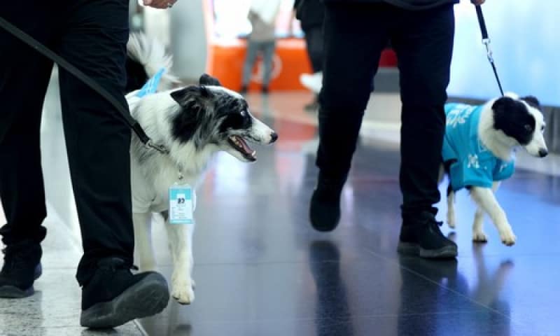 câinii de terapie pe unul dintre cele mai mari aeroporturi din europa. reduc stresul pasagerilor