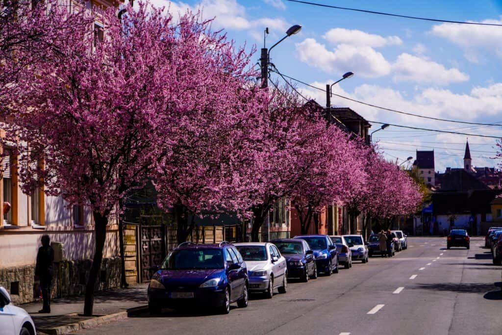 imagini desprinse din povești la sibiu. au înflorit copacii de pe strada tudor vladimirescu (foto, video)