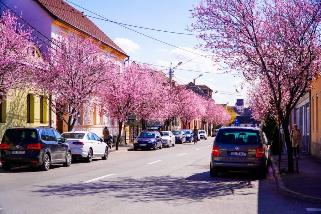 imagini desprinse din povești la sibiu. au înflorit copacii de pe strada tudor vladimirescu (foto, video)