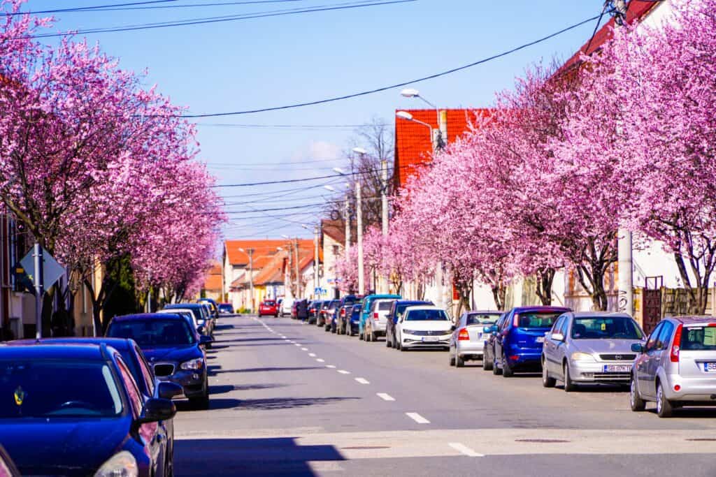 imagini desprinse din povești la sibiu. au înflorit copacii de pe strada tudor vladimirescu (foto, video)