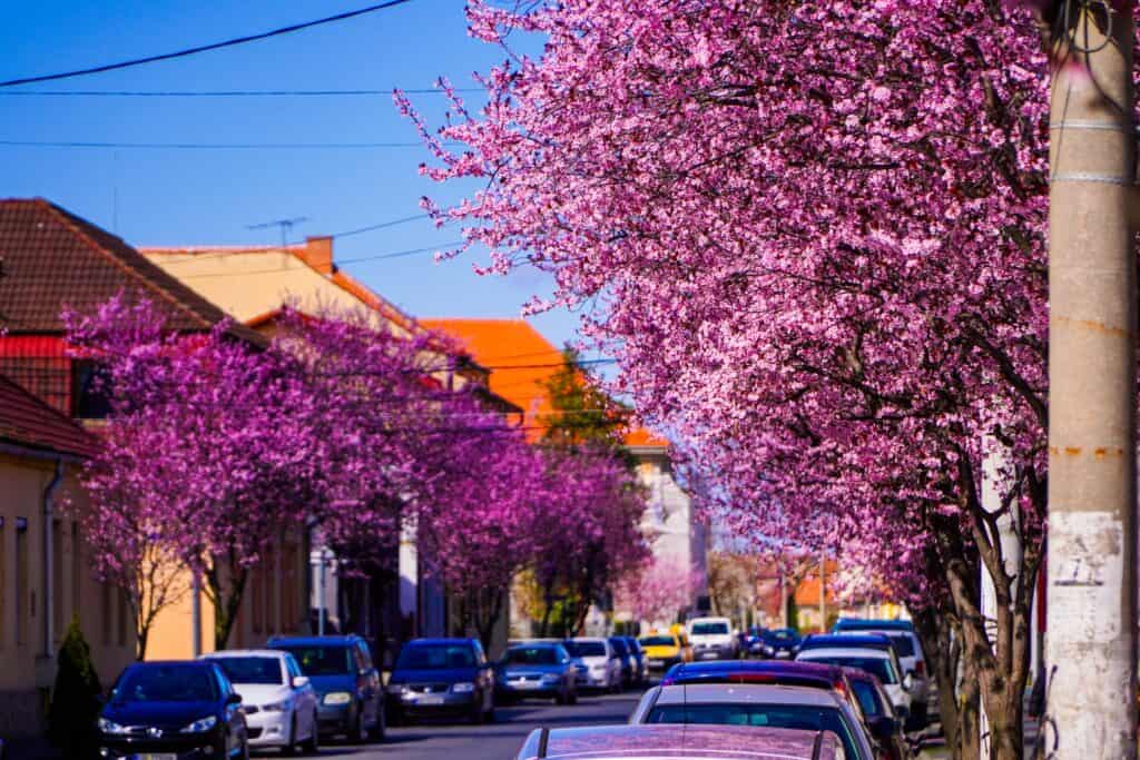 imagini desprinse din povești la sibiu. au înflorit copacii de pe strada tudor vladimirescu (foto, video)