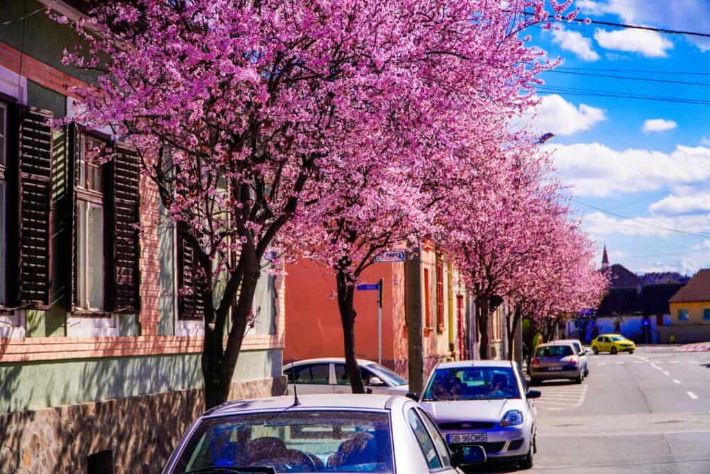 imagini desprinse din povești la sibiu. au înflorit copacii de pe strada tudor vladimirescu (foto, video)