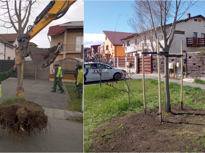 primăria sibiu salvează copacii de pe strada marburg prin transplantare