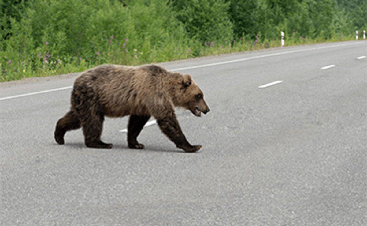 urs lovit de mașină în arpașu de jos. animalul a murit
