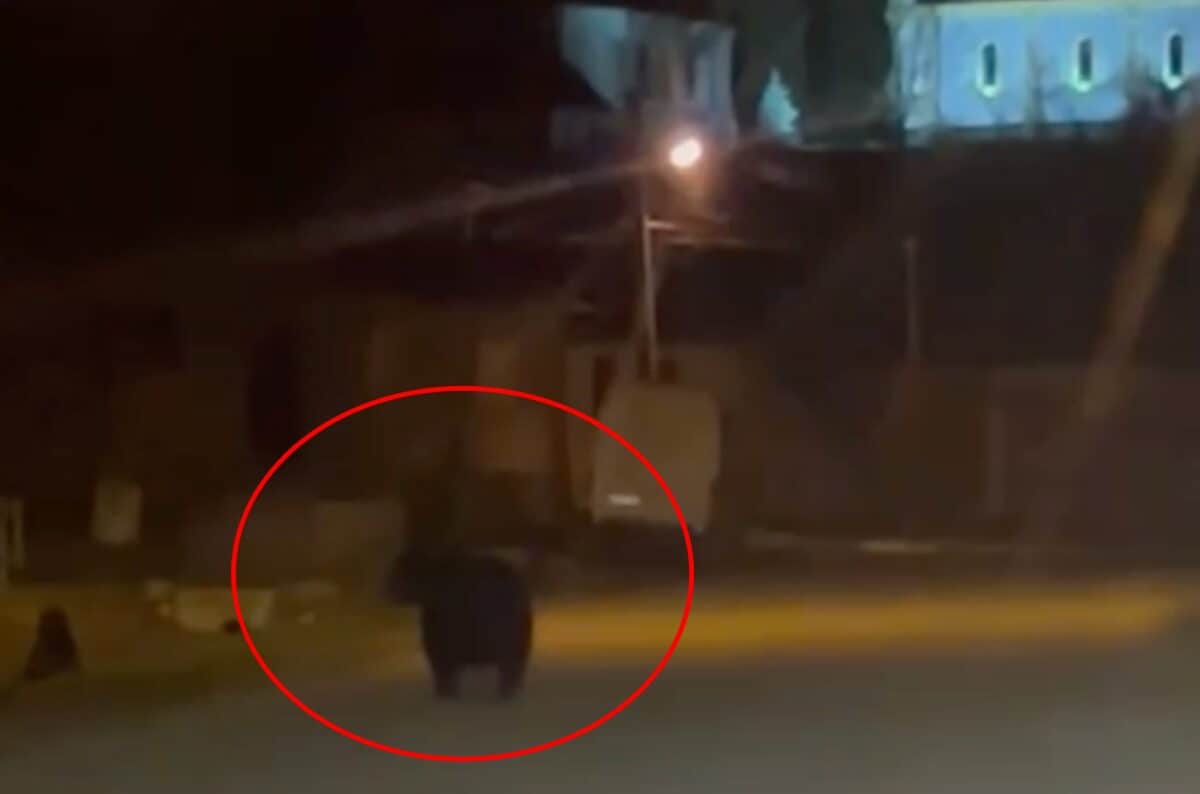 urs văzut în miez de noapte pe o stradă din localitatea bradu (video)