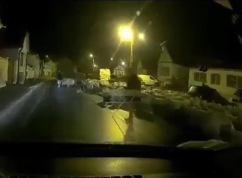 imagini odinioară normale: o turmă de oi cu trei ciobănei traversează cartierul turnișor. (video)