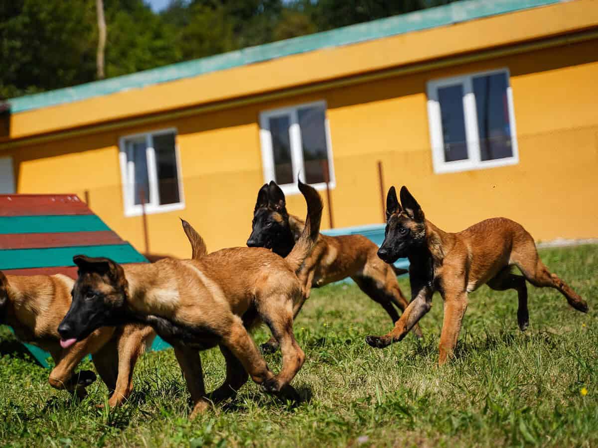 centrul chinologic sibiu vrea să cumpere 16 femele din rasa de câini ciobănești germani