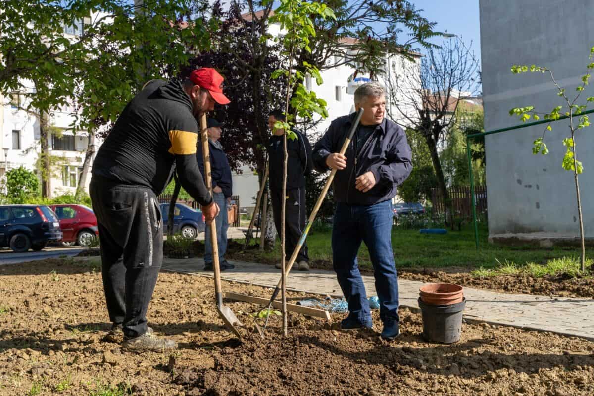 lucrări de refacere a zonelor verzi în municipiul mediaș (foto video)