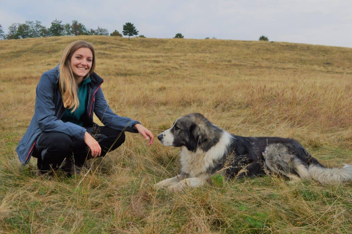 tânără bioloagă din marea britanie îndrăgostită de sibiu și munții cindrel. a studiat impactul câinilor ciobănești asupra faunei locale (reportaj video)