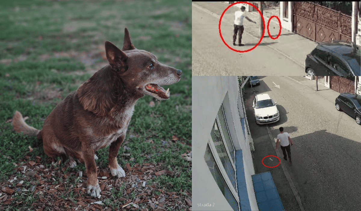 bărbatul care a vandalizat zeci de mașini la sibiu a otrăvit și un câine. riscă o pedeapsă de 7 ani de închisoare (foto video)