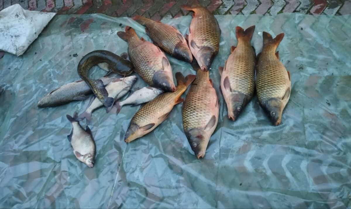 doi vâlceni prinși la braconaj piscicol pe olt la barajul de la racovița. au fost reținuți de poliție și duși în arest