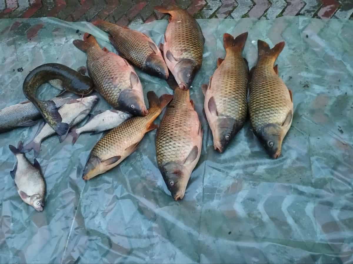 doi vâlceni prinși la braconaj piscicol pe olt la barajul de la racovița. au fost reținuți de poliție și duși în arest
