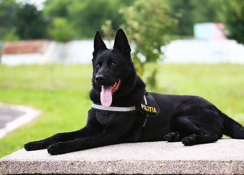 cel mai celebru câine polițist din românia se antrenează la sibiu. ”este foarte bine, este la fel de frumos, la fel de inteligent”