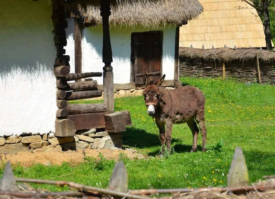 Animalele din gospodăriile Muzeului Astra din Sibiu. Iepuraşii şi castorii, noile vedete