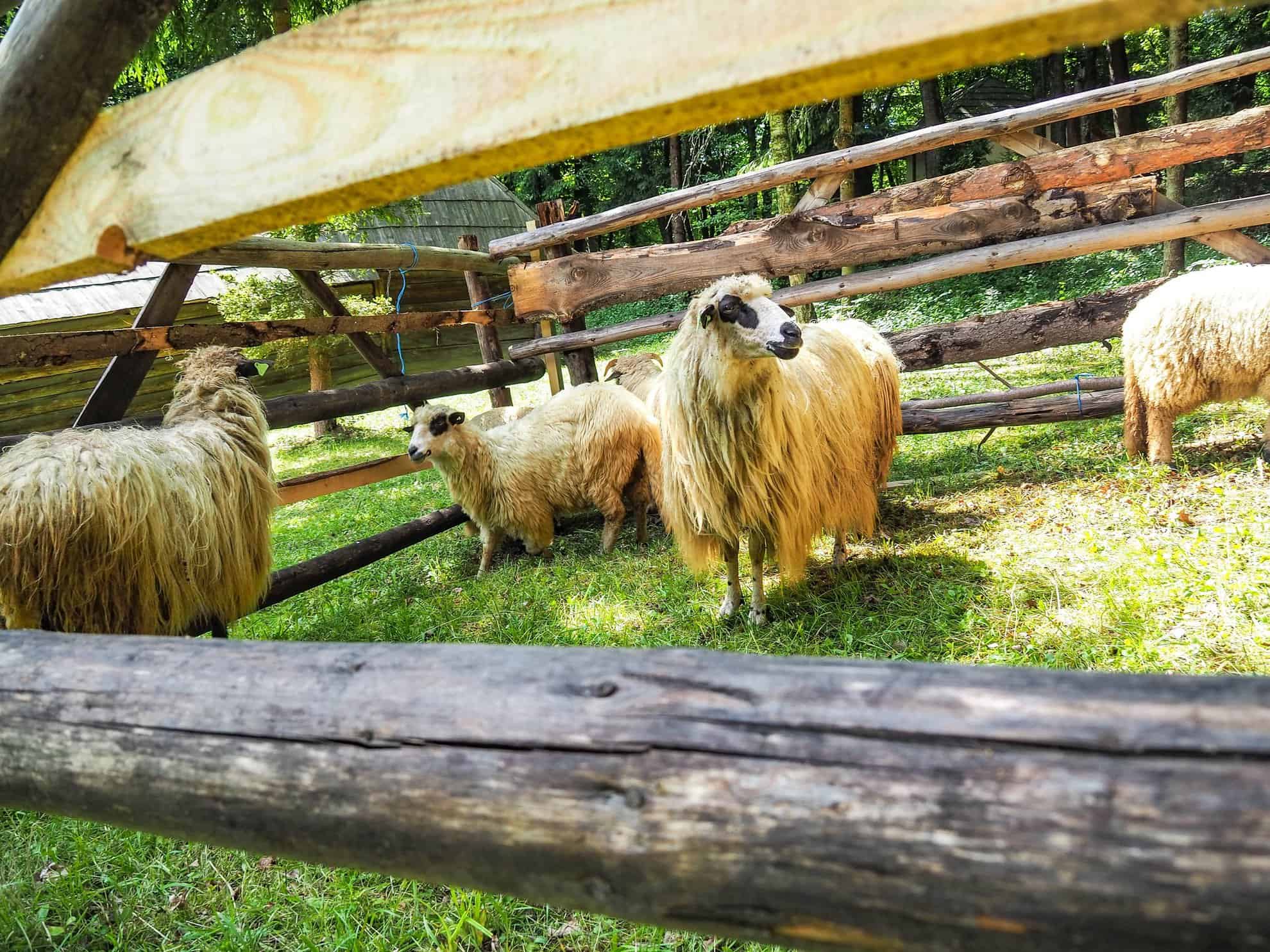 Animalele din gospodăriile Muzeului Astra din Sibiu. Iepuraşii şi castorii, noile vedete