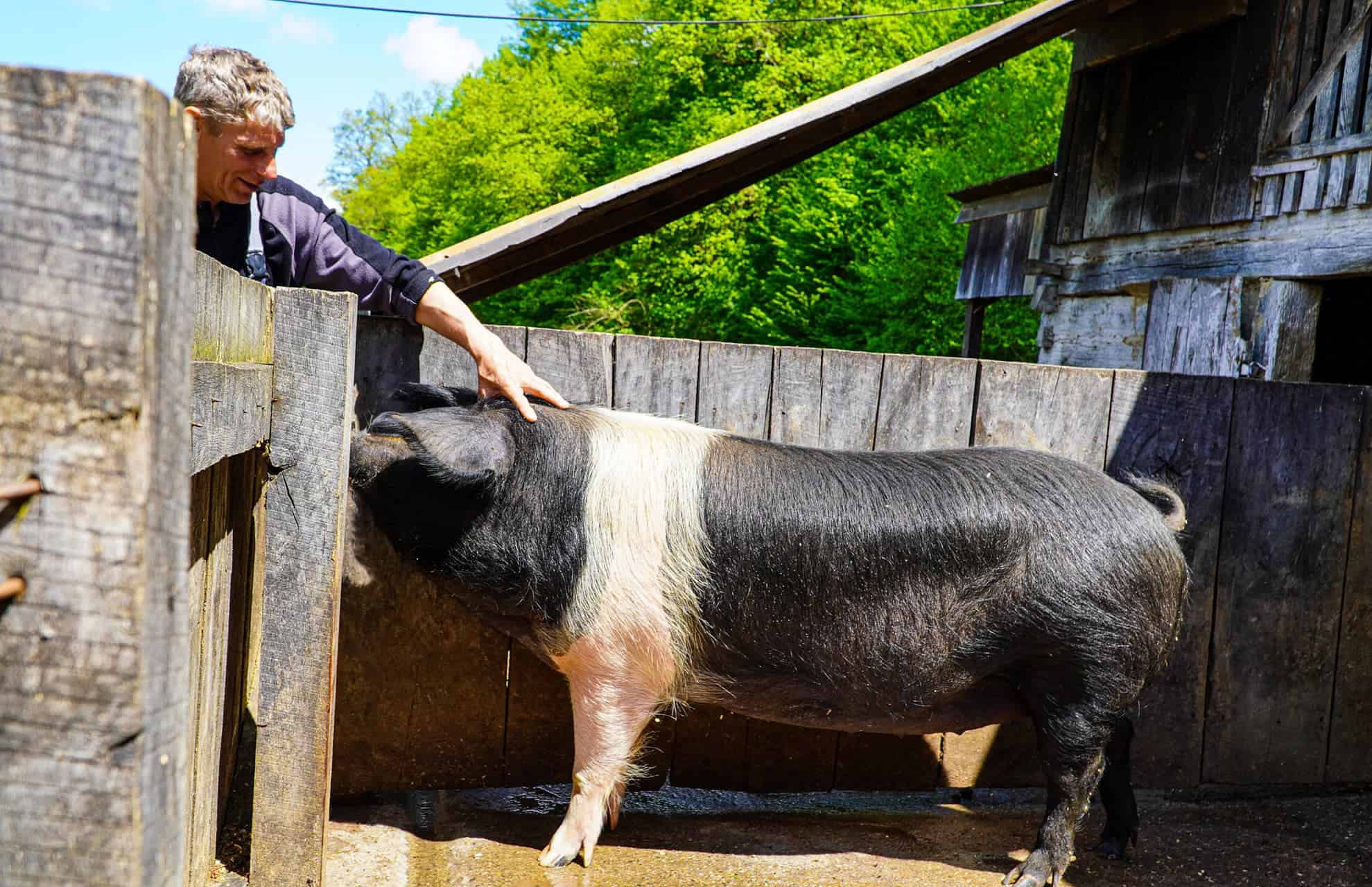 Animalele din gospodăriile Muzeului Astra din Sibiu. Iepuraşii şi castorii, noile vedete