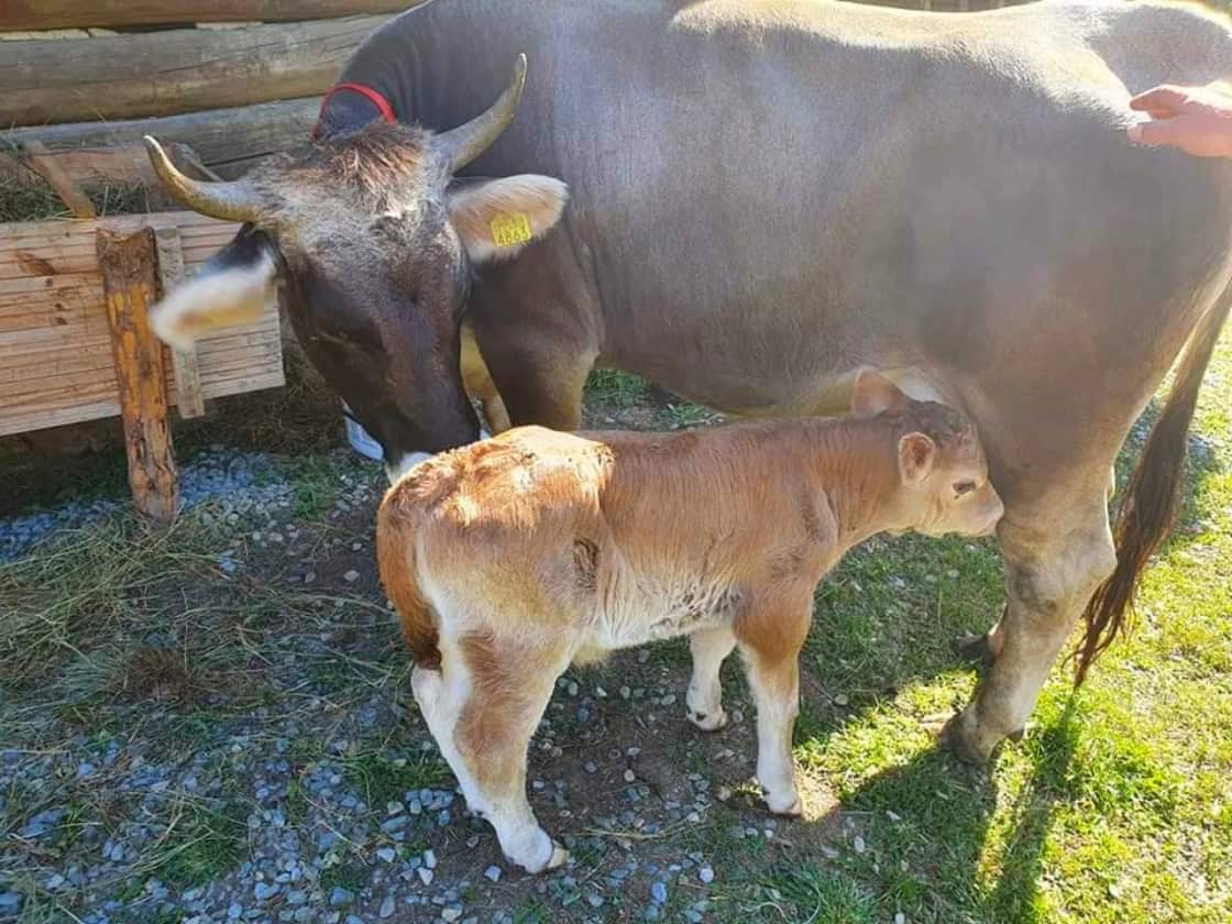 Animalele din gospodăriile Muzeului Astra din Sibiu. Iepuraşii şi castorii, noile vedete