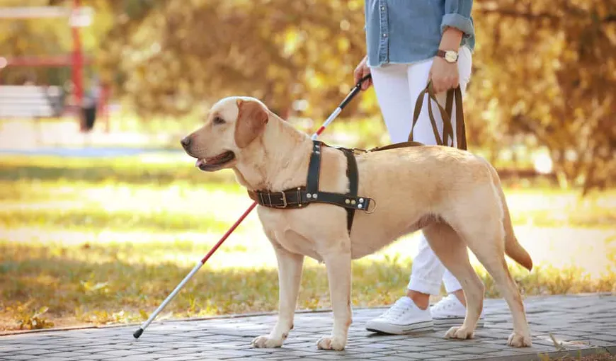 câinii ghizi care însoțesc persoanele nevăzătoare vor avea acces în orice loc public din românia