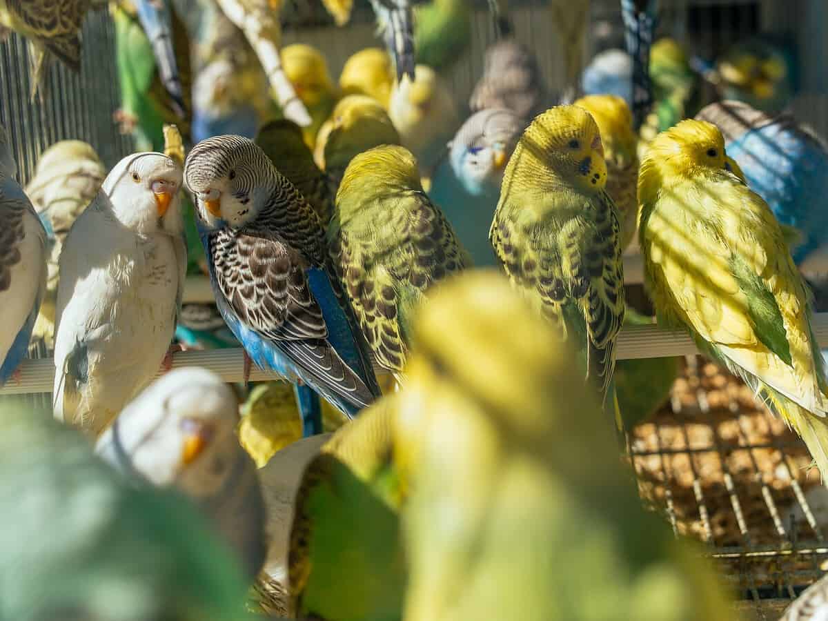 expoziție de peruși la zoo sibiu. peste 200 de păsări de admirat. organizator: „aducem exemplare cât mai deosebite” (foto video)