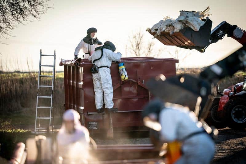 gripa aviară. oms avertizează asupra riscului crescut de transmitere la om și mortalitate ridicată