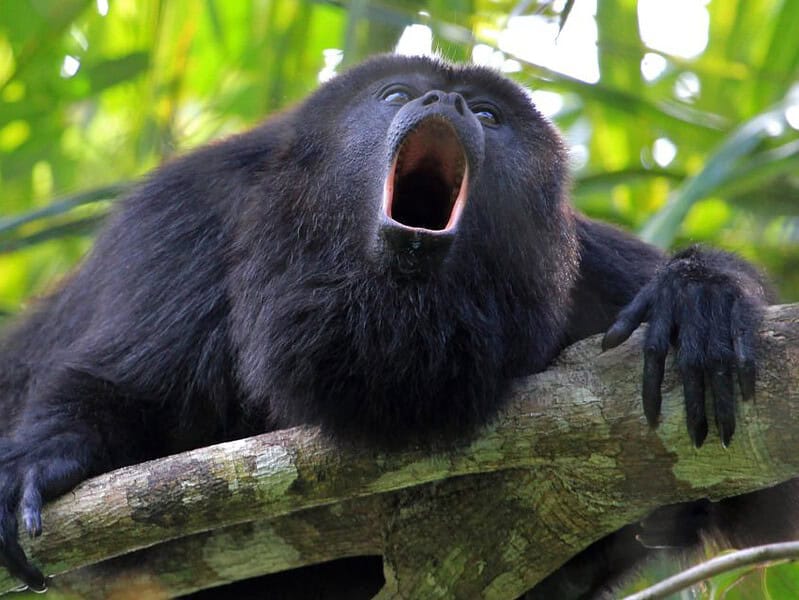 canicula a făcut ravagii în mexic: maimuțele cad moarte din copaci