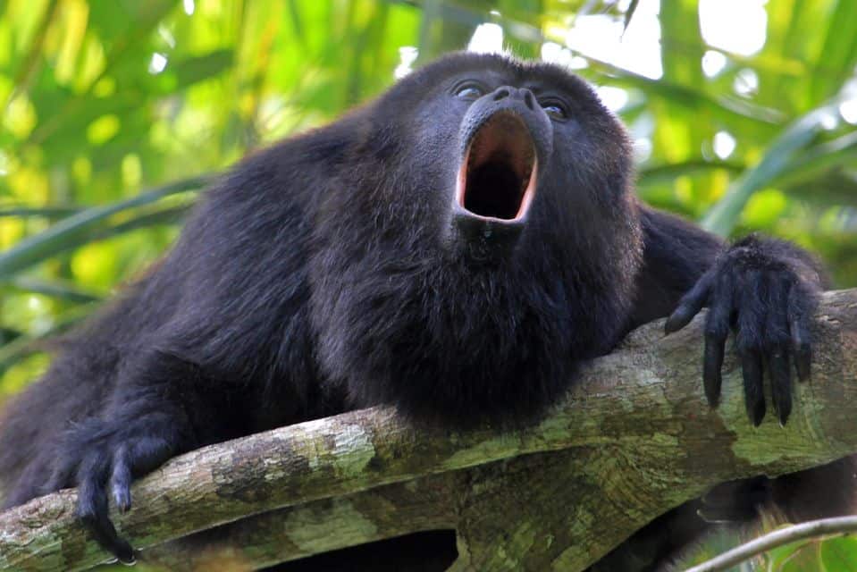 canicula a făcut ravagii în mexic: maimuțele cad moarte din copaci