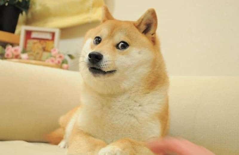 câinele shiba inu care a inspirat faimosul memecoin "doge" a murit
