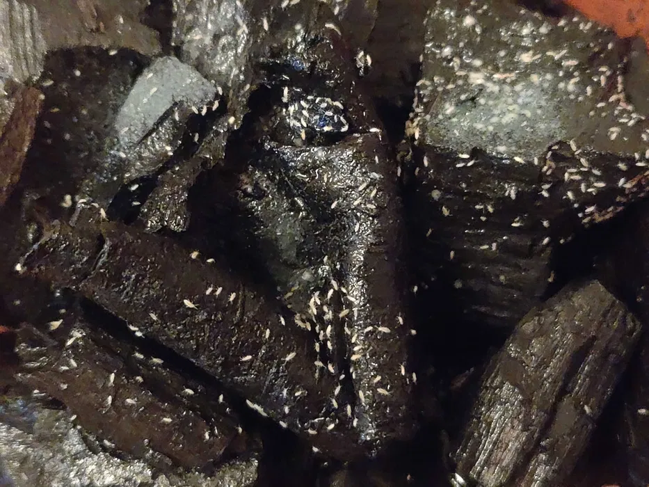 un sibian vinde ca insecte de companie gândaci giganți de madagascar (foto)