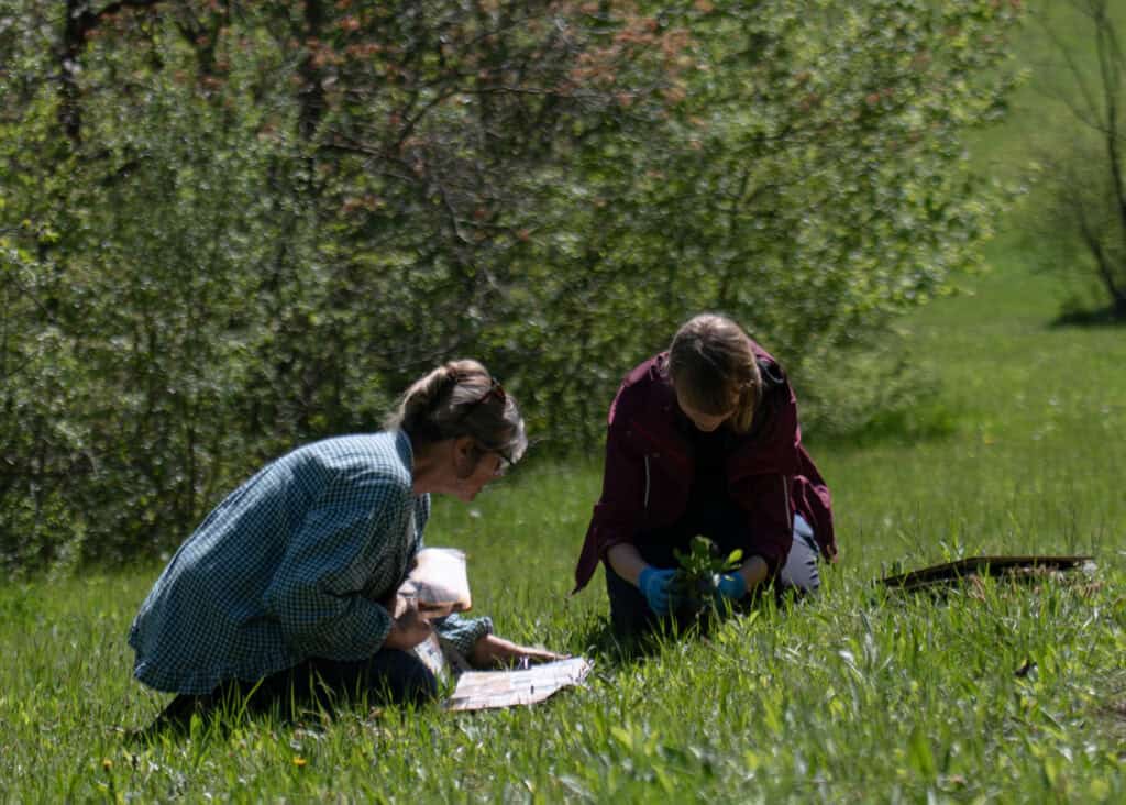 doi englezi au înființat o școală de artă botanică și ilustrare în copșa mare. „vin studenți din toată lumea”