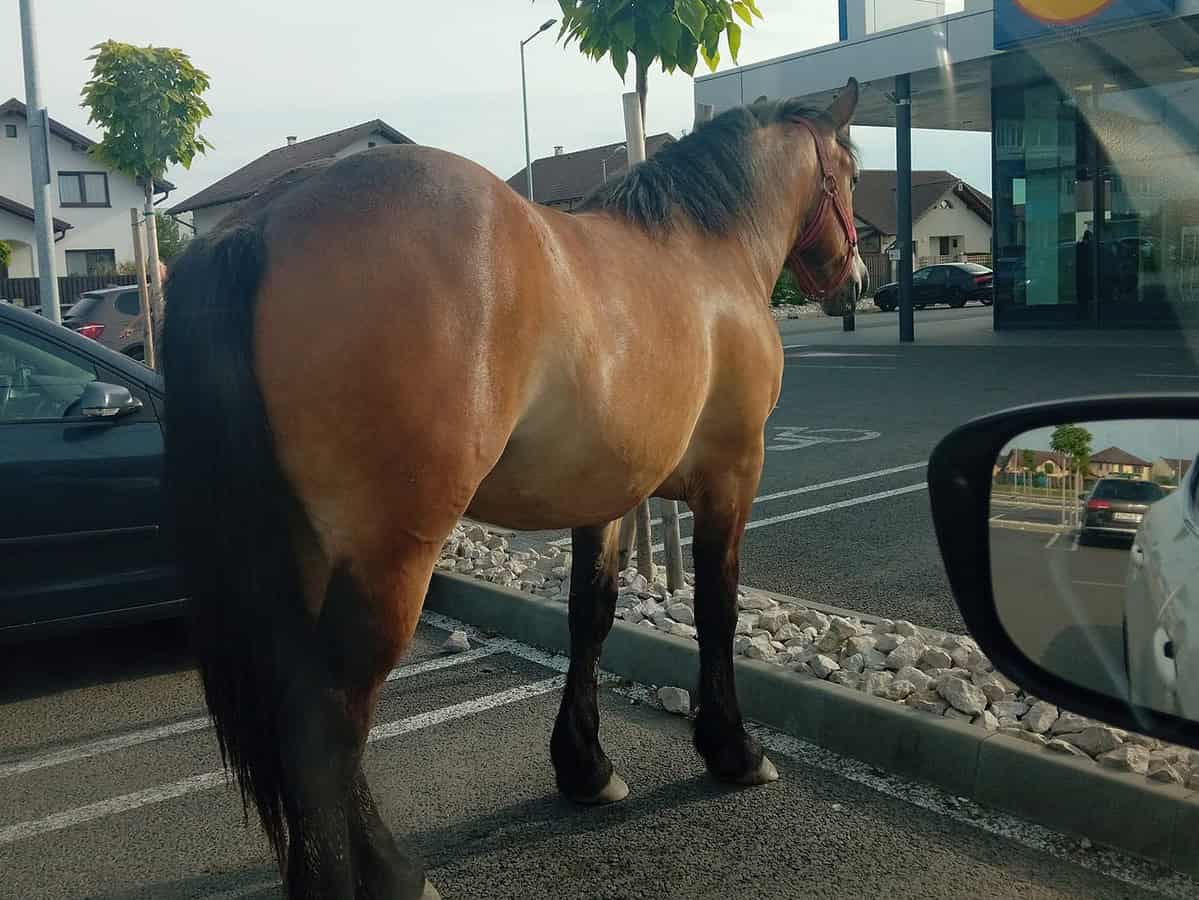 cal „staționat” în parcare la lidl în cartierul arhitecților