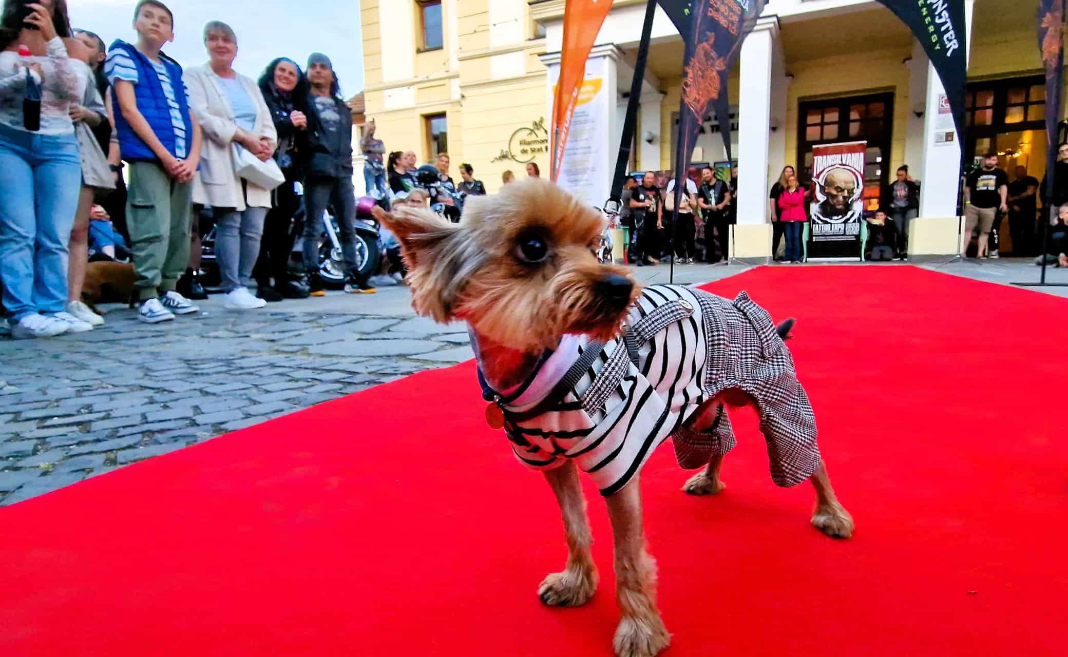 țuchi, un căţel abandonat în judeţul sibiu, a ajuns vedetă în reclame din sua și a câștigat o paradă cu 200 de câini la transilvania tattoo expo (foto)