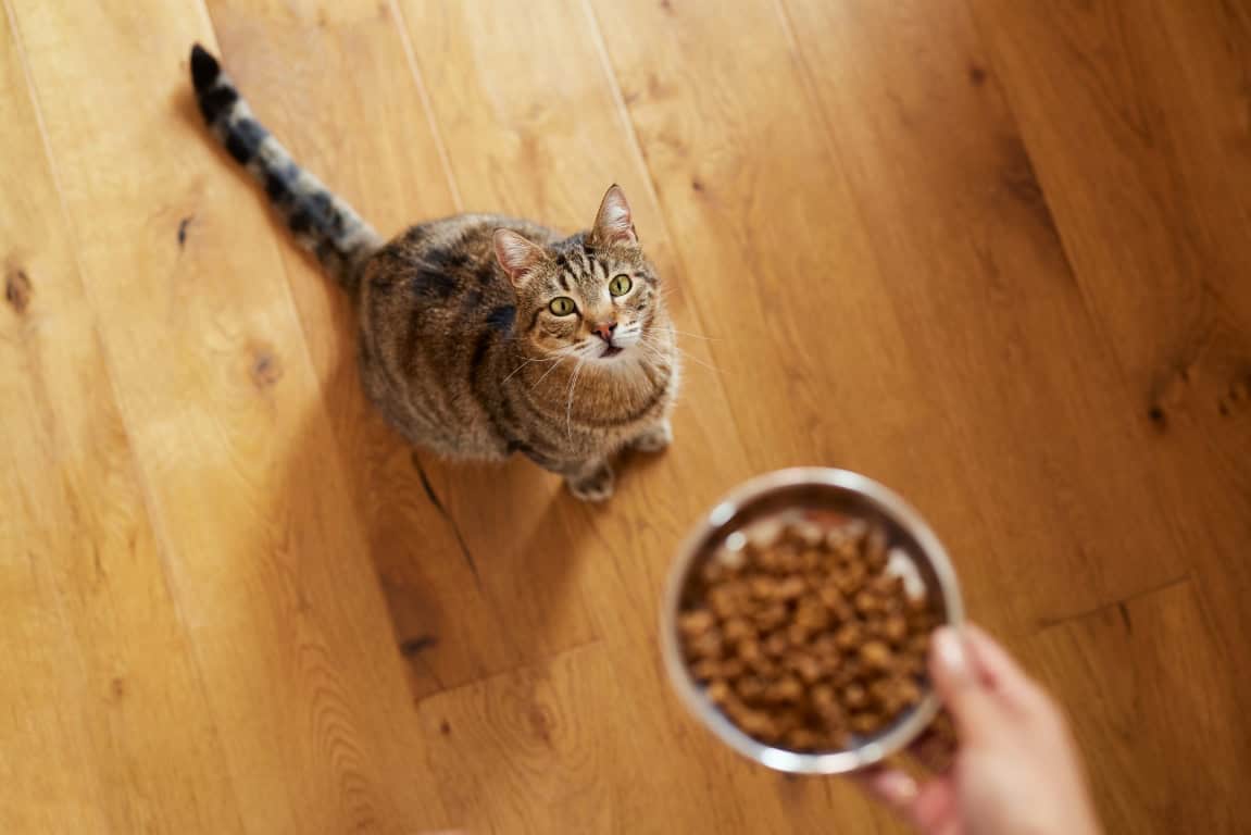 cinci secrete ale hranei sănătoase pentru pisici-ce va prelungi viaţa animăluţului tău de companie?