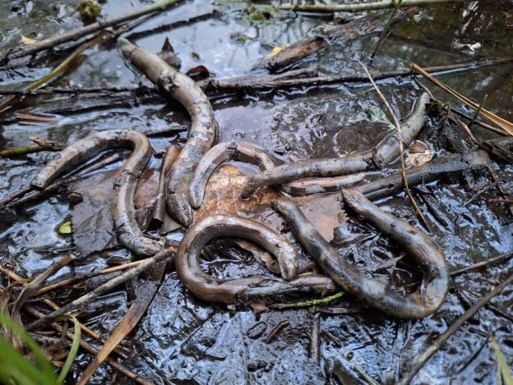 șase năpârci ucise în parcul sub arini. au fost găsite de un biolog (foto)