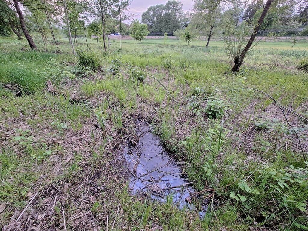 șase năpârci ucise în parcul sub arini. au fost găsite de un biolog (foto)