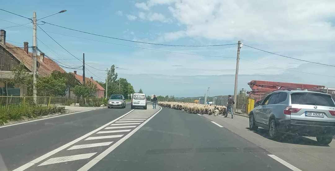un cioban din boița amenință că va bloca valea oltului cu oile, pentru că că nu a primit pășune de la primărie