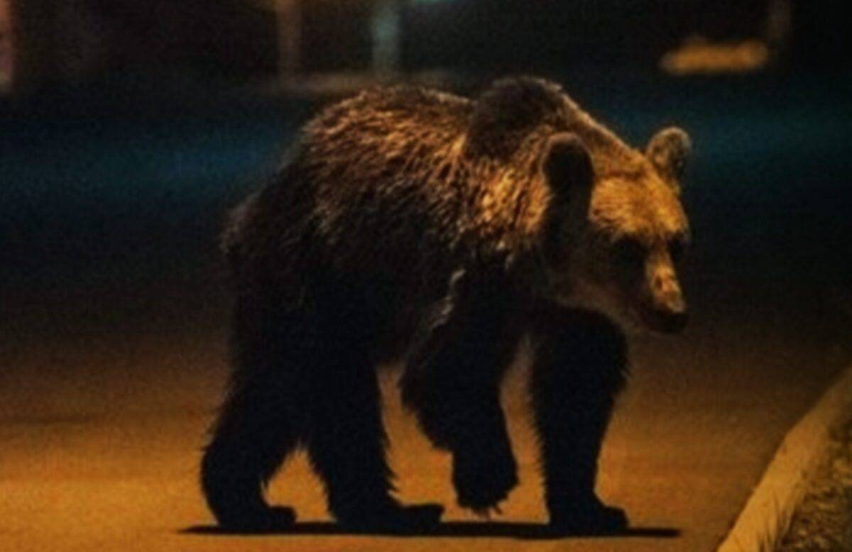 alertă la avrig după ce un urs a fost văzut vineri seara pe străzile din oraș
