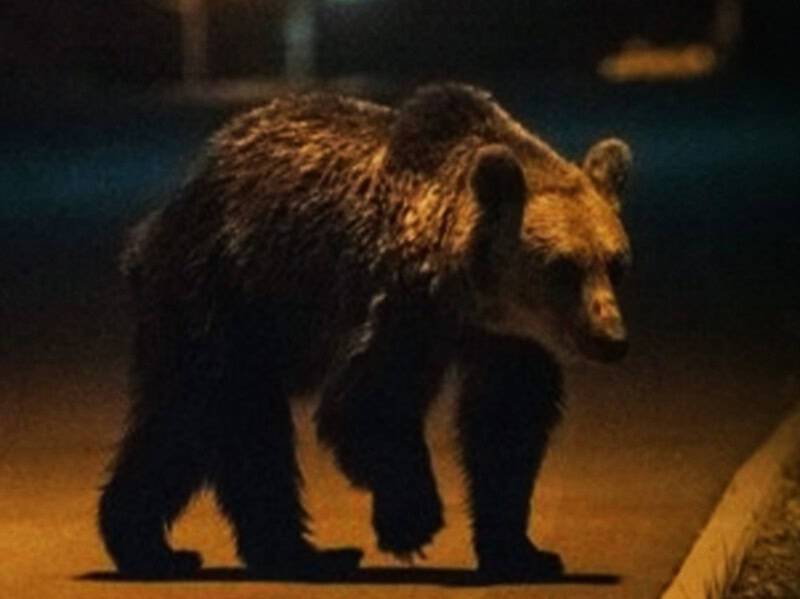alertă la avrig după ce un urs a fost văzut vineri seara pe străzile din oraș