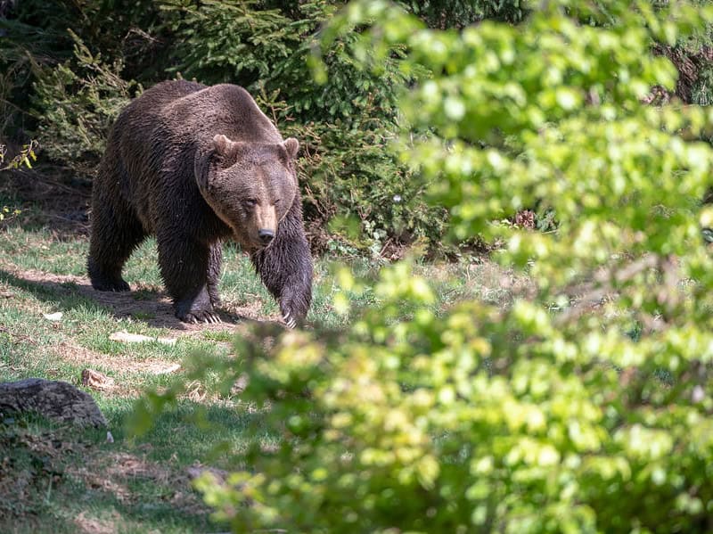 ro-alert pentru un urs văzut luni seara în zona castelului de lut din porumbacu de sus