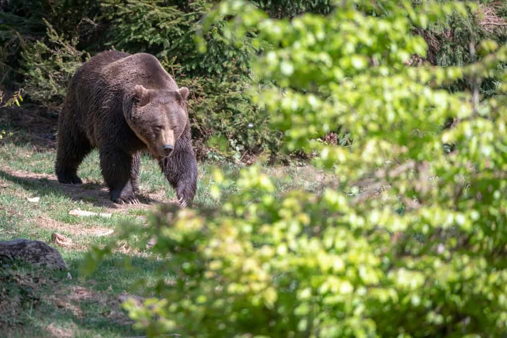 ro-alert pentru un urs văzut luni seara în zona castelului de lut din porumbacu de sus