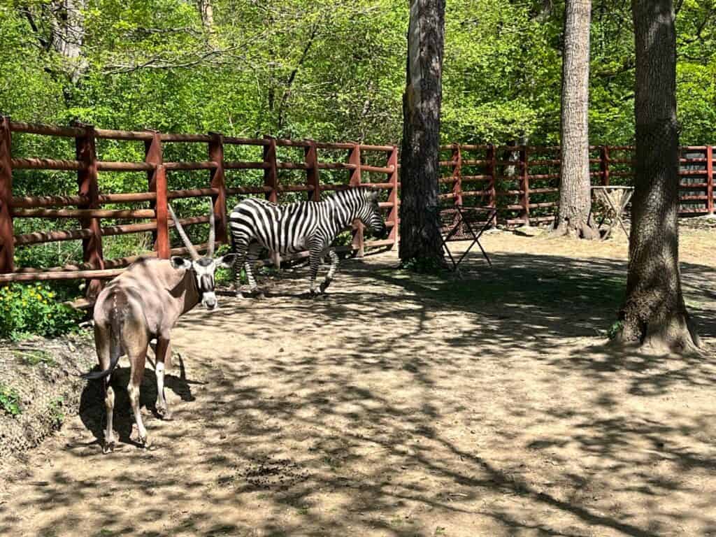 Grădina Zoologică din Sibiu a primit noi locuitori. Doi lupi albi pot fi văzuți de vizitatori (foto)