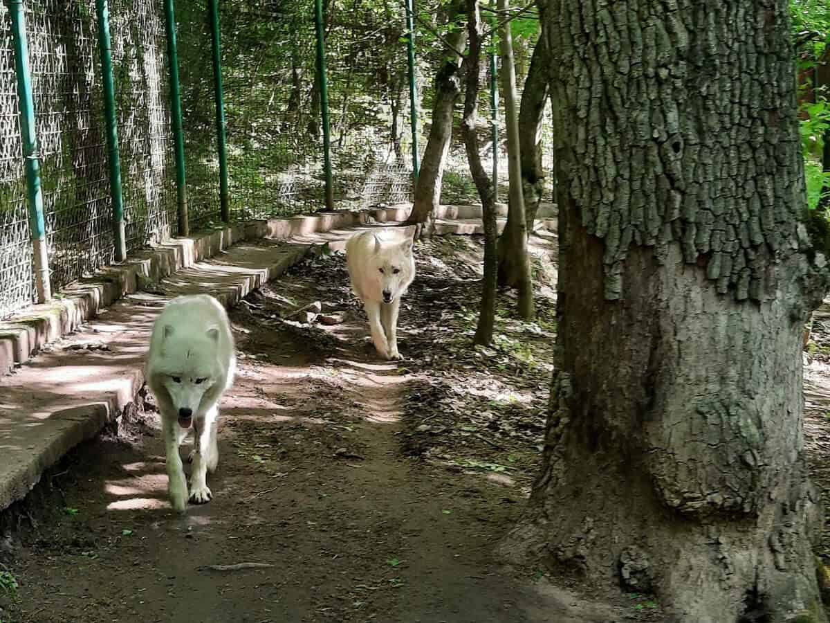 Grădina Zoologică din Sibiu a primit noi locuitori. Doi lupi albi pot fi văzuți de vizitatori (foto)